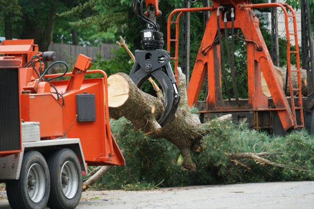 Best Utility Line Clearance  in Lido Beach, NY